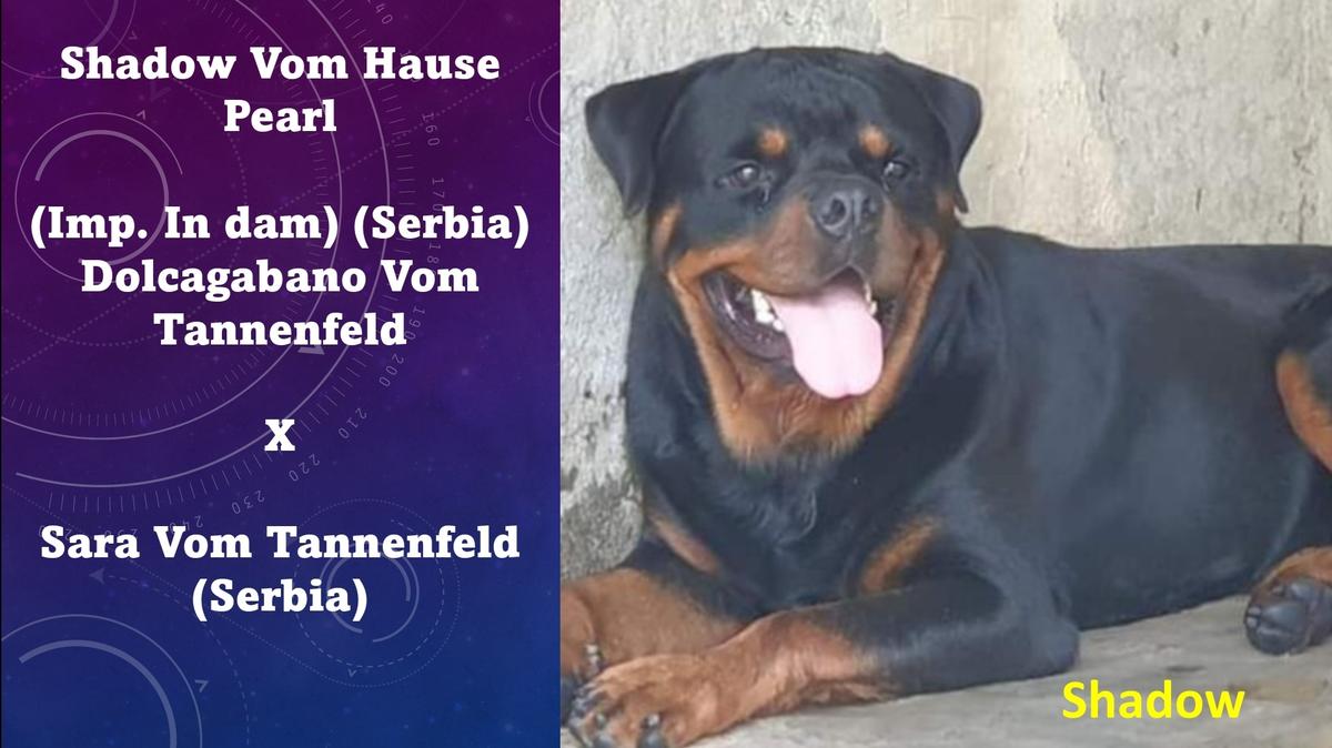 Shadow Vom Hause Pearl Tannenfeld | Rottweiler 