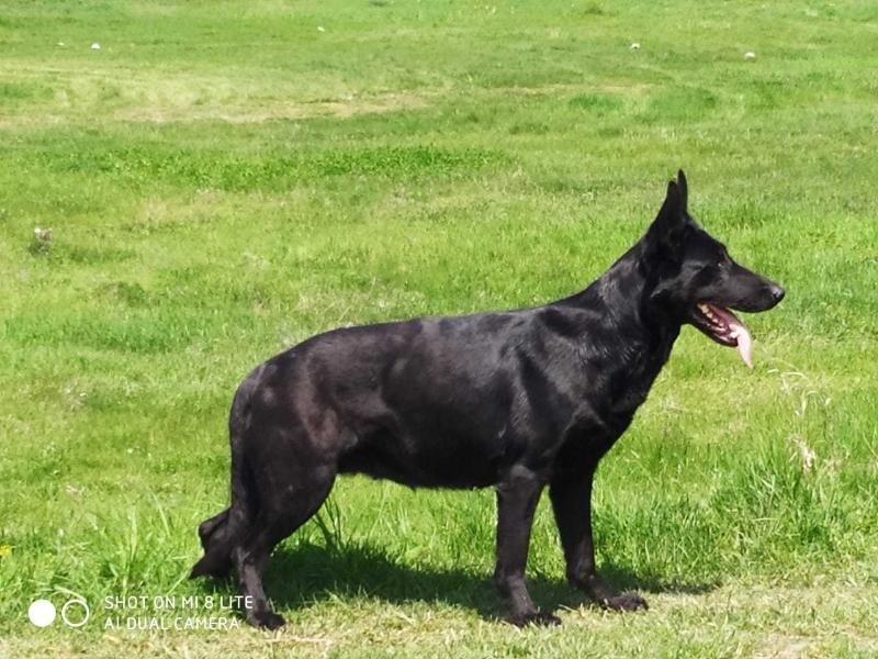 Shnin Berg Naomi | German Shepherd Dog 