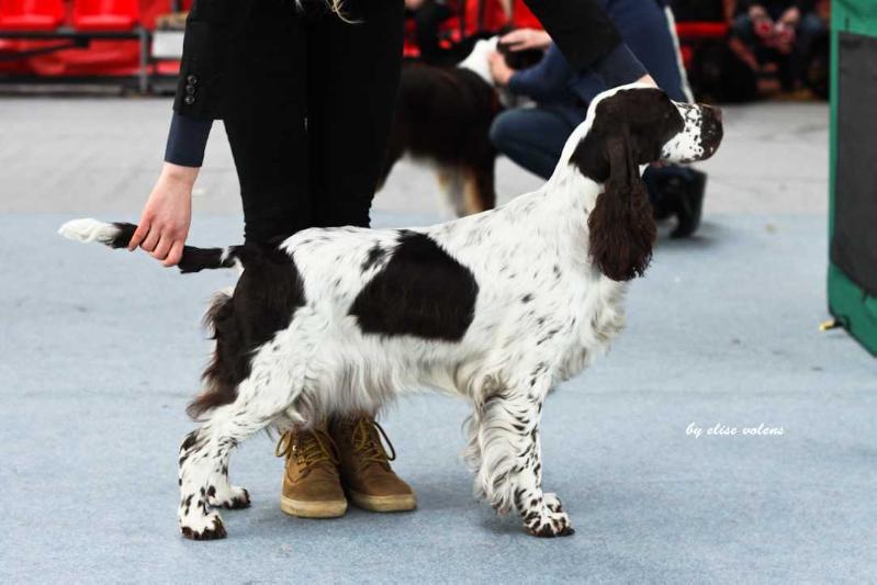 Sunntoya's Luna Nascosta | English Springer Spaniel 