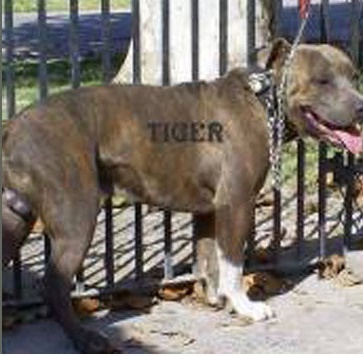 Tiger. | American Pit Bull Terrier 