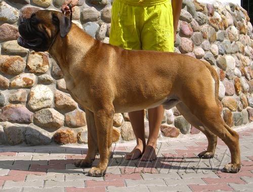 Admiral's Show Hummer Layon | Bullmastiff 