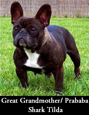 Shark Tilda | French Bulldog 