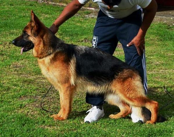 Severin vom Hühnegrab | German Shepherd Dog 