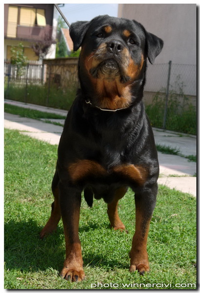 Lara Ti En Men | Rottweiler 