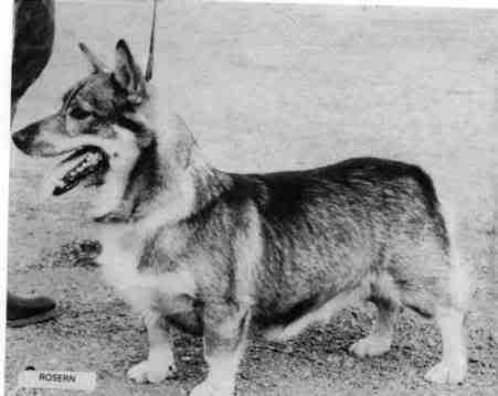 Valle Of Ryslip | Swedish Vallhund 