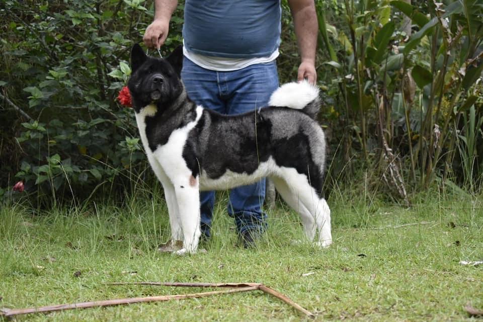 Majestic D' Elite Ronda (Herrera) | Akita 