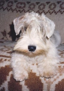 Bohemian Rhapsody Verbena | Sealyham Terrier 