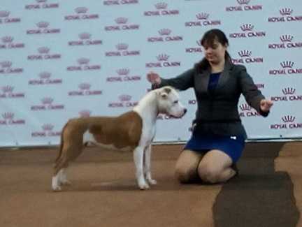Lacky Straik Show Assorty'K | American Staffordshire Terrier 