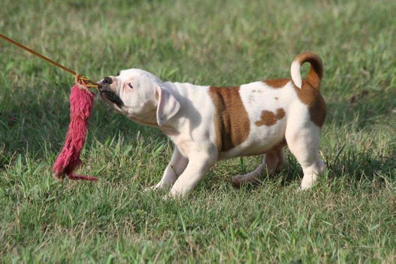 HSB Stache | American Bulldog 