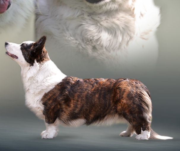 NORSE VALKIRA z Jurajskiego Zamku | Cardigan Welsh Corgi 