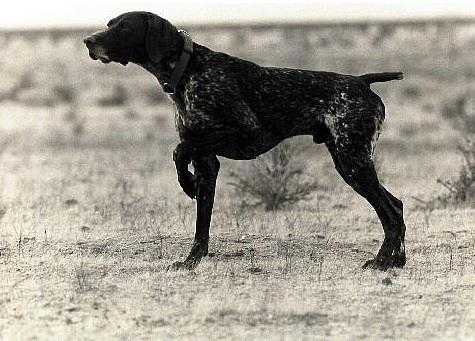 DC Ybold Rothenuffeln | German Shorthaired Pointer 