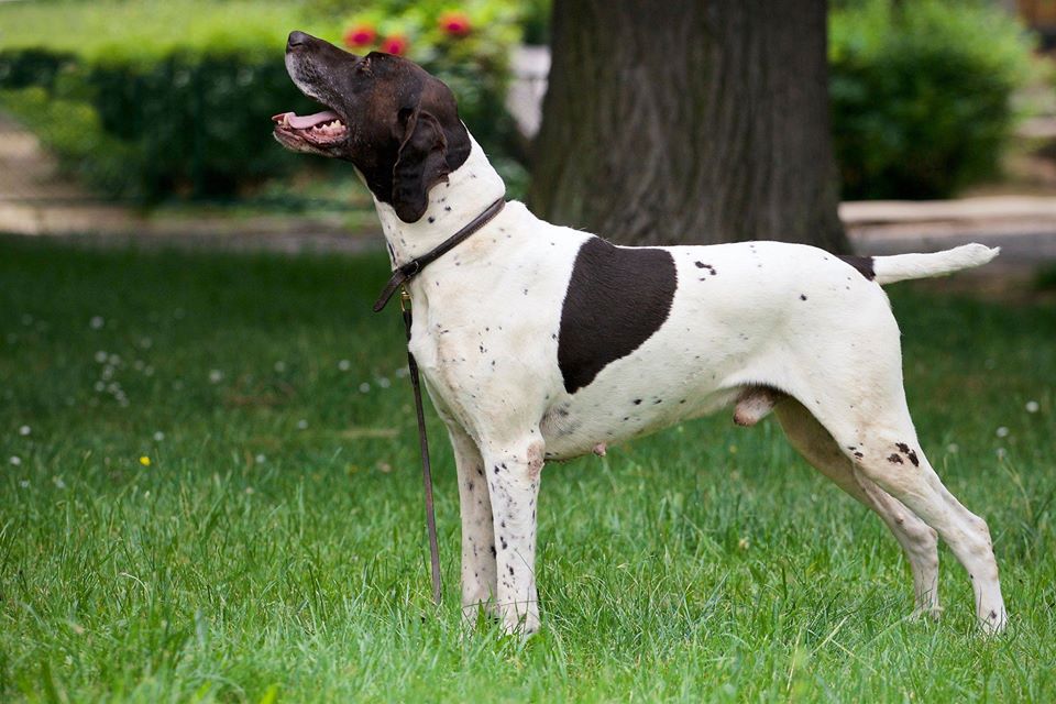 KS Doctor Do Little vom Balkanite | German Shorthaired Pointer 