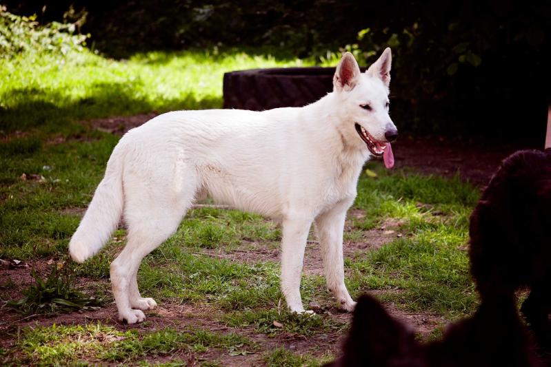 Dreamworks Return Of The King | White Swiss Shepherd Dog 