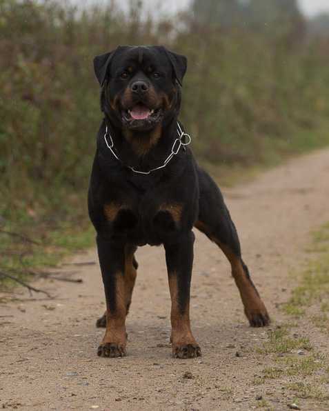 Lennox vom Weissen Schwan | Rottweiler 