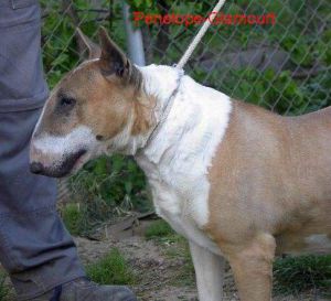 penelope timonbull | Bull Terrier 