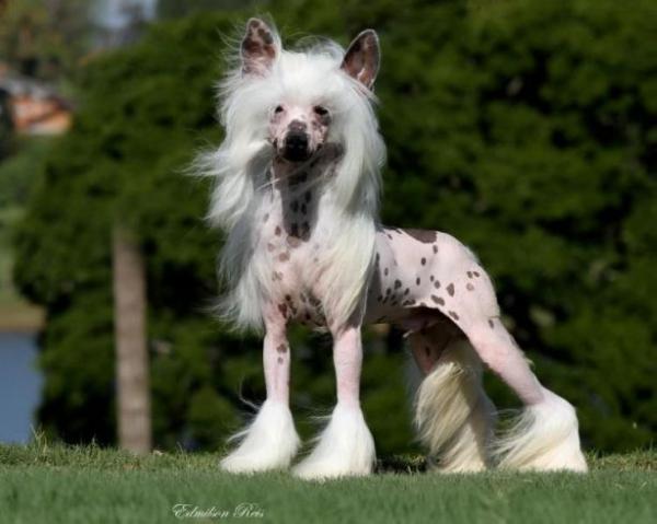 Zholesk Rating | Chinese Crested 