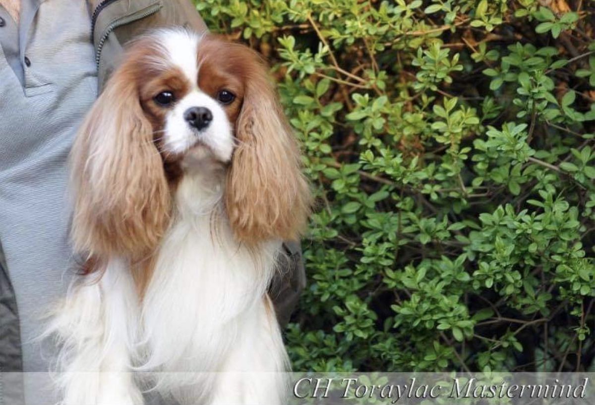 Toraylac mastermind | Cavalier King Charles Spaniel 