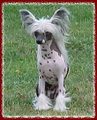 Mocciz Knockando | Chinese Crested 