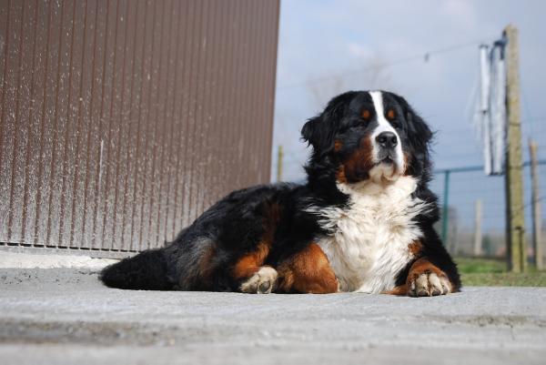 laizo van't maroyke | Bernese Mountain Dog 