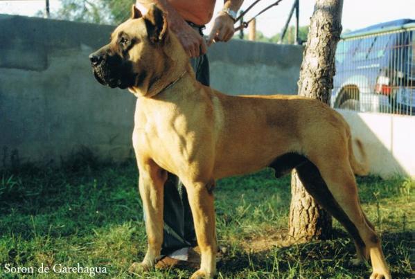 Soron de Garahagua | Perro de Presa Canario 