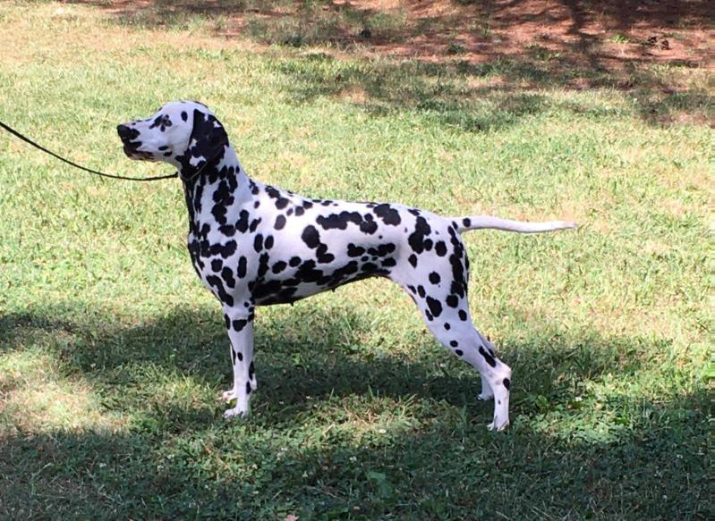 Amur De Montjuic | Dalmatian 