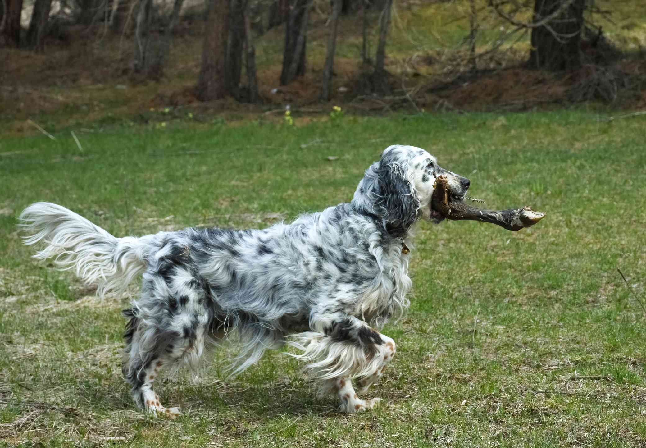 English Setter