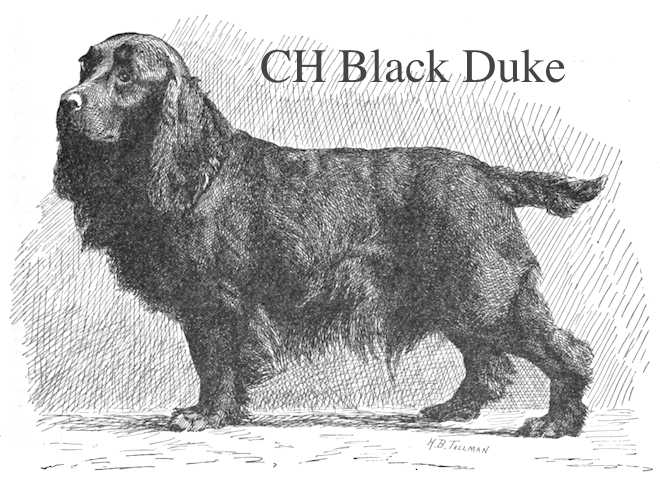 Black Duke (Luckwell &amp; Douglas's) (~1891) | English Cocker Spaniel 