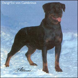 DWIGT'EVI von Gambrinus | Rottweiler 