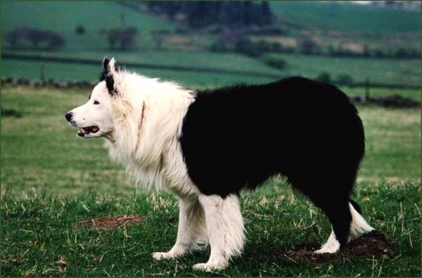 Wisp ISDS 161487 | Border Collie 