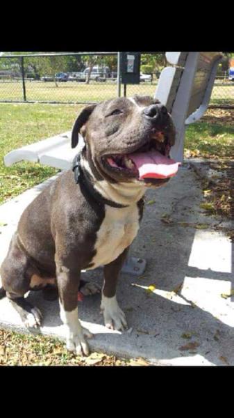 SKYSTHALIMIT CHEIF | American Staffordshire Terrier 