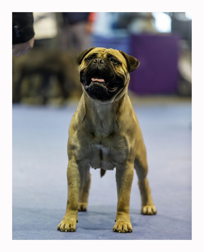 Argentango Jade | Bullmastiff 