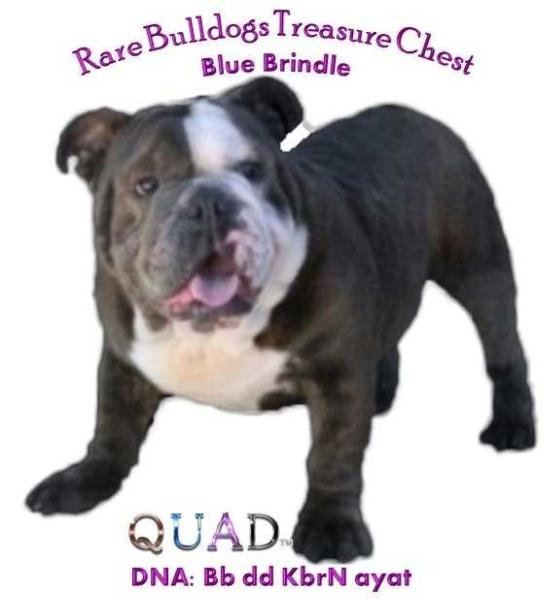 Rare Bulldogs Choco-Blu Dreams Treasure Chest | Olde English Bulldogge 