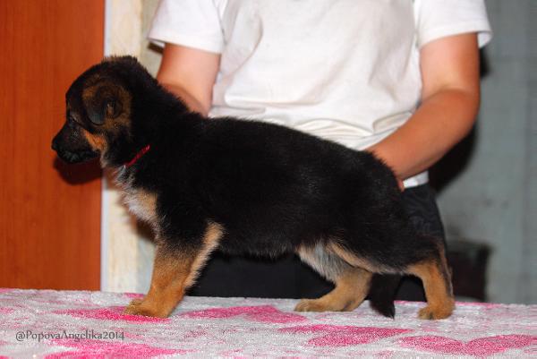 Zonenvelt Prada | German Shepherd Dog 