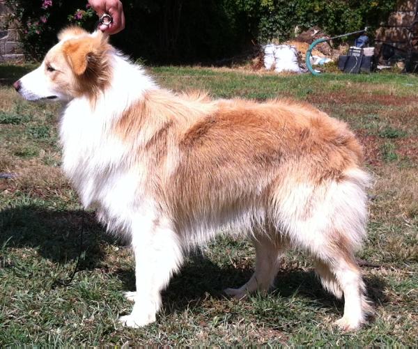 Porto belo ( santos) | Border Collie 