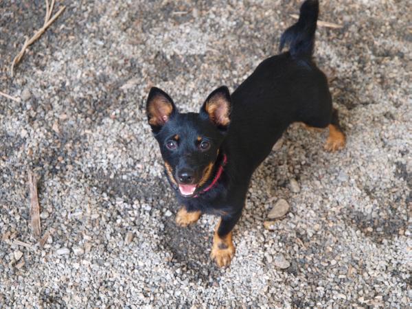 Parabar Painted Peewit | Lancashire Heeler 