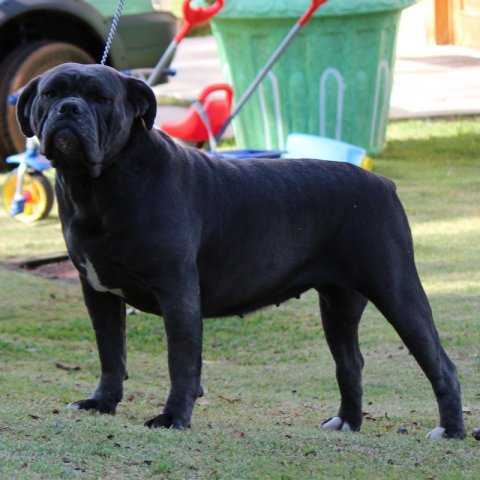 electra do Molosso di jerivá | Olde English Bulldogge 