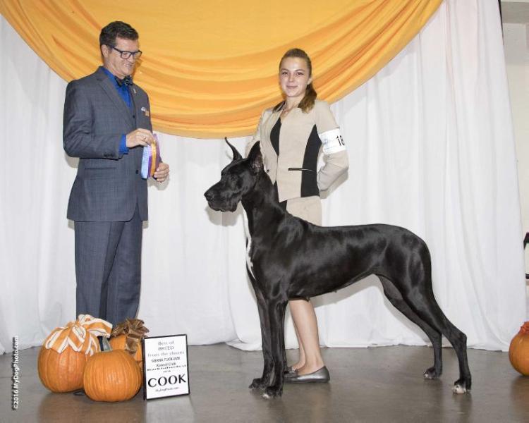 RENAISSANCE CASTING SHADOWS OF PERFECTION KITANA | Great Dane 