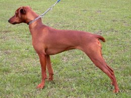 ANASTASIA from Prinzess Pless | German Pinscher 