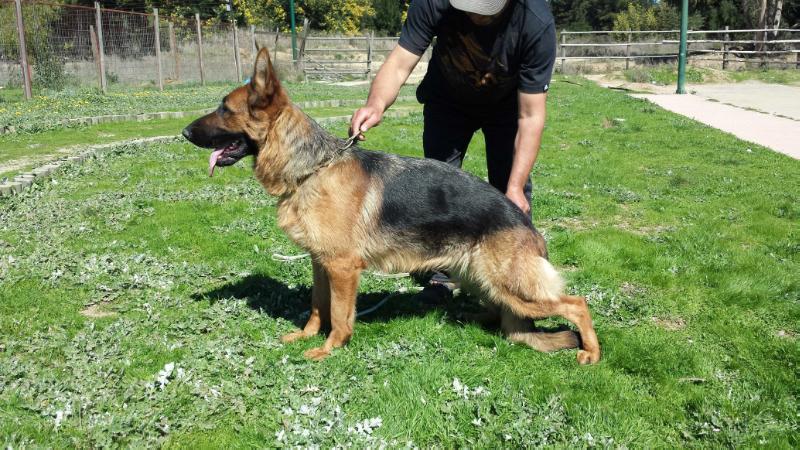 Dason de Azul Amanecer | German Shepherd Dog 