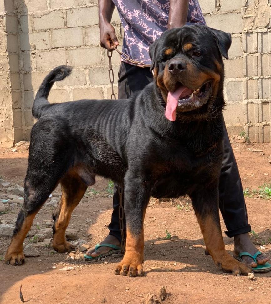 Matrix RI MOBBY DICK | Rottweiler 