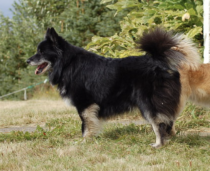 Ýrar- Akkur | Icelandic Sheepdog 