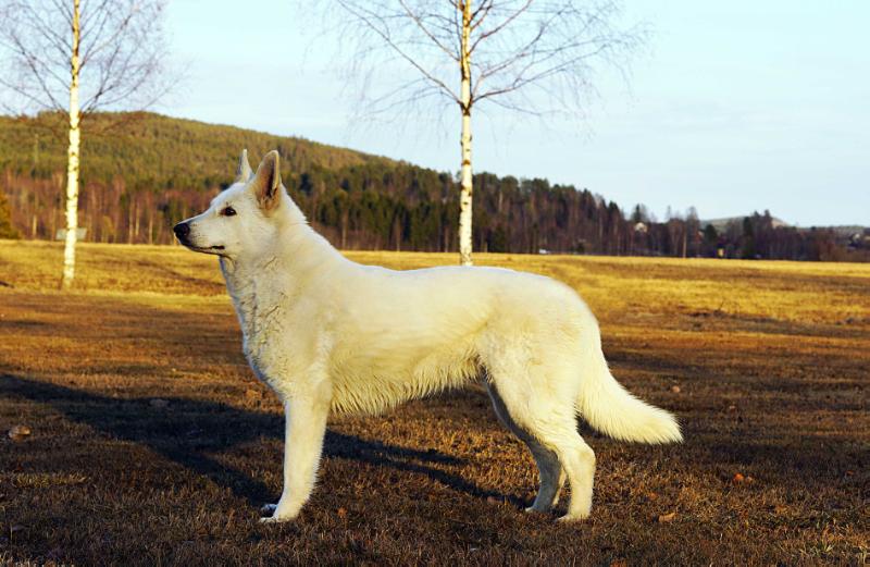 SEVCH Janalands Janalands Sadie Mooncatcher | White Swiss Shepherd Dog 