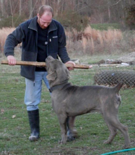 Tito Ragazzo Love | Cane Corso 