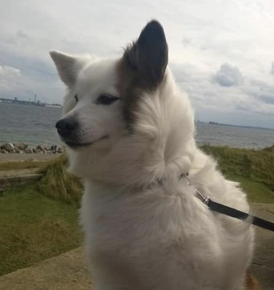 Saga Av Alvedans | Icelandic Sheepdog 