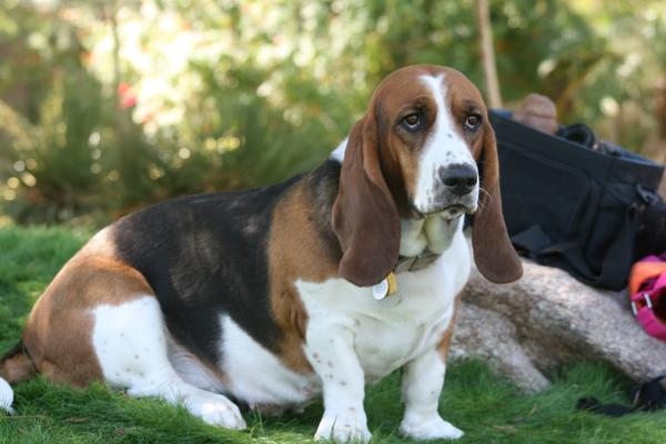 Kelly Pia | Basset Hound 