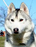 Grey Spirit Yukon Tanana Ro | Siberian Husky 