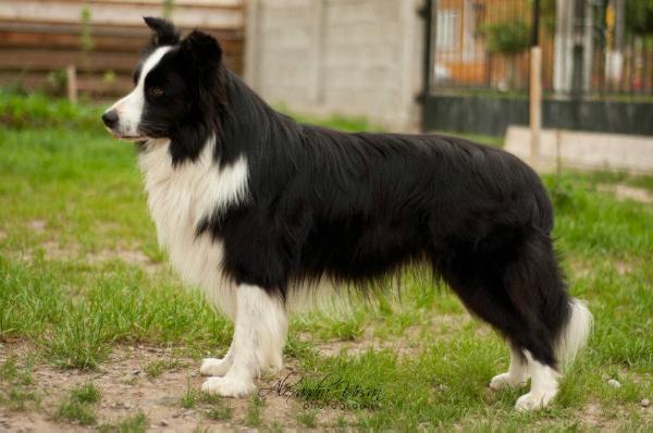 New Gold Box Zion "Toby" | Border Collie 