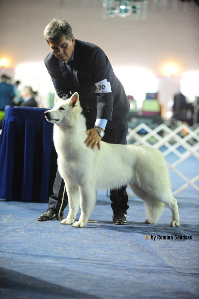 Rosetta De La Condesa del Alba | White Swiss Shepherd Dog 