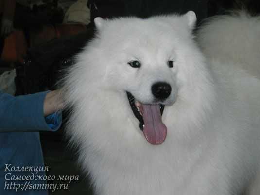 Belyi Volk Garo | Samoyed 