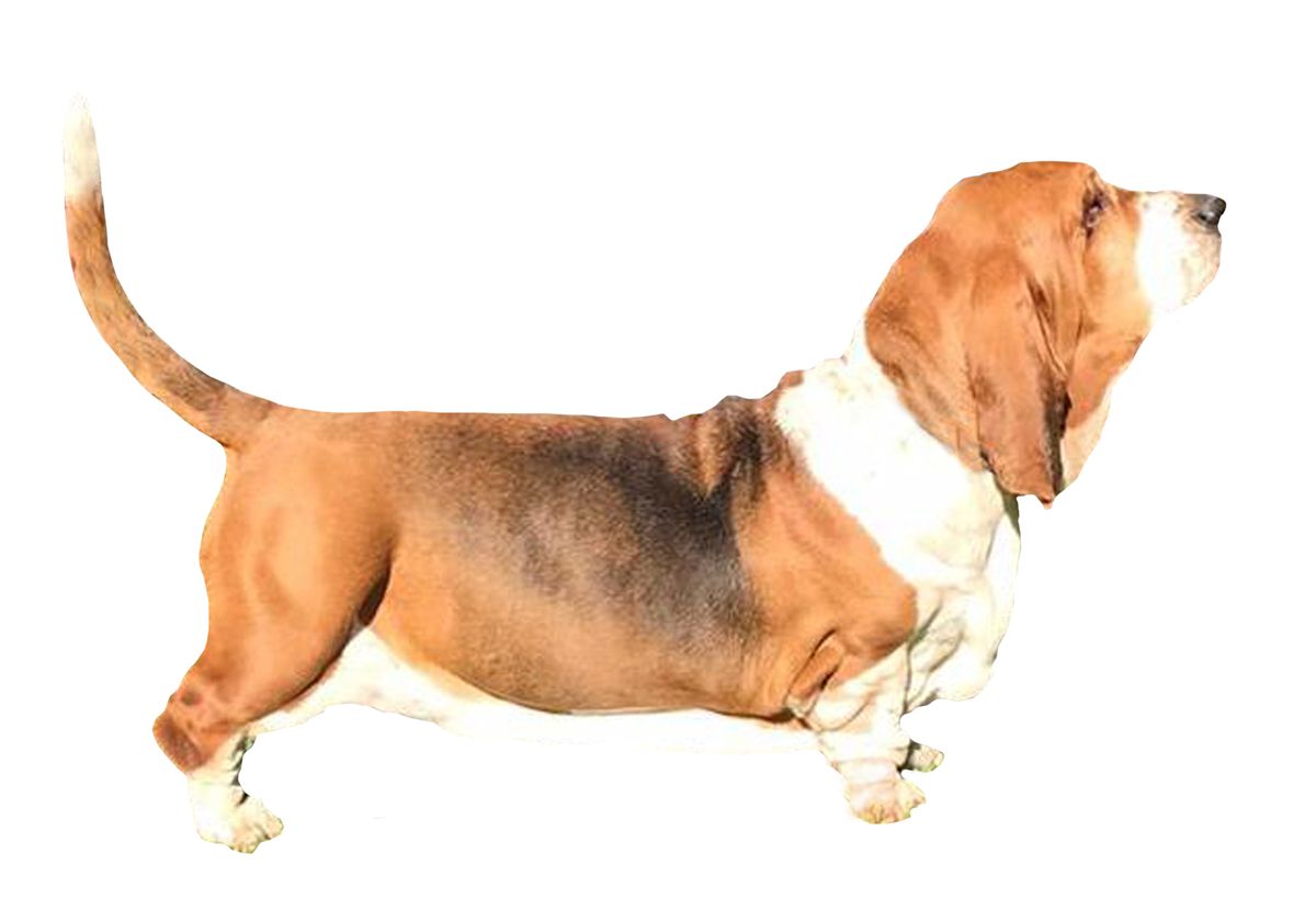 Terra d'Orfili Elsa | Basset Hound 